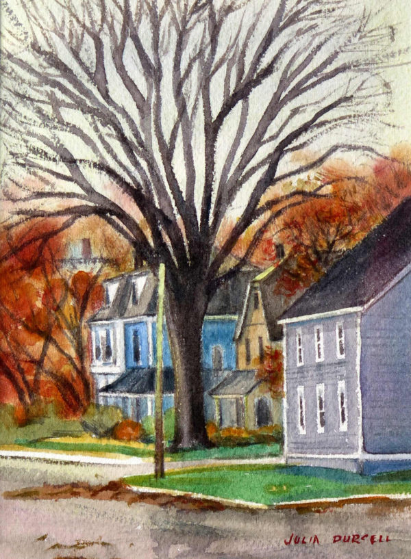 Under the Giant Elm Tree on Kent Street