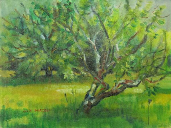 The Wonder of Trees